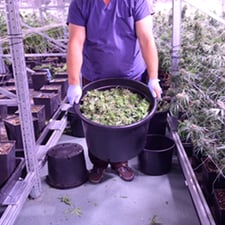 Cannabis Facility