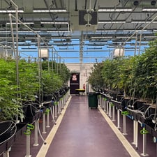 Cannabis Grow Lights