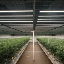 Dimmable LED Grow Lights for Commercial Cultivation
