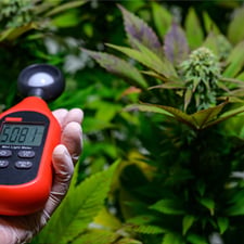 Lighting Needs for Growing Cannabis Indoors