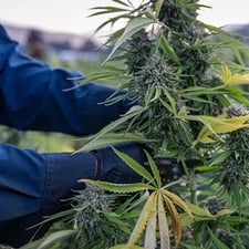 Minnesota Cannabis Lighting: A Guide for New Licencees