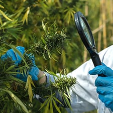 Quality Control Processes in Cannabis Cultivation