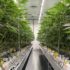 facility design mistakes for cannabis cultivators
