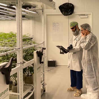 Crop-Steering-with-LED-Lighting