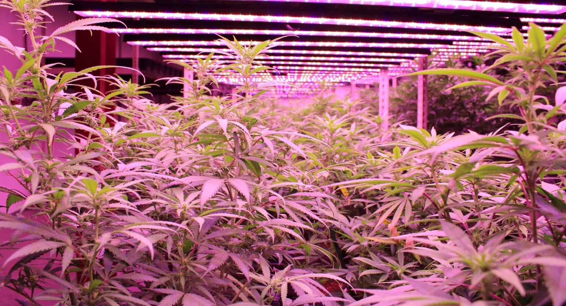 Gibbys Garden - Cannabis Cultivation