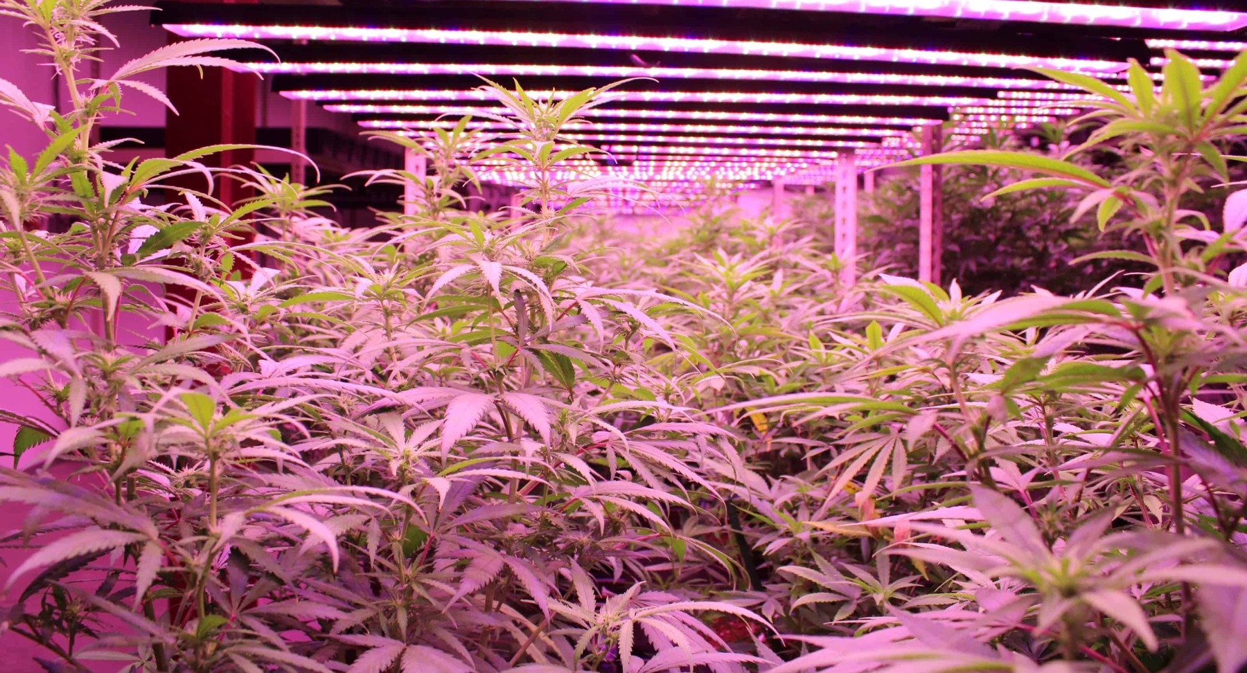 Gibbys Garden - Cannabis Cultivation Gibbys Garden - Cannabis Cultivation