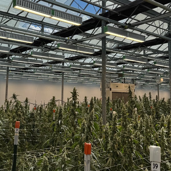 Cannabis Lighting Downtime: Risks and How to Prevent Them