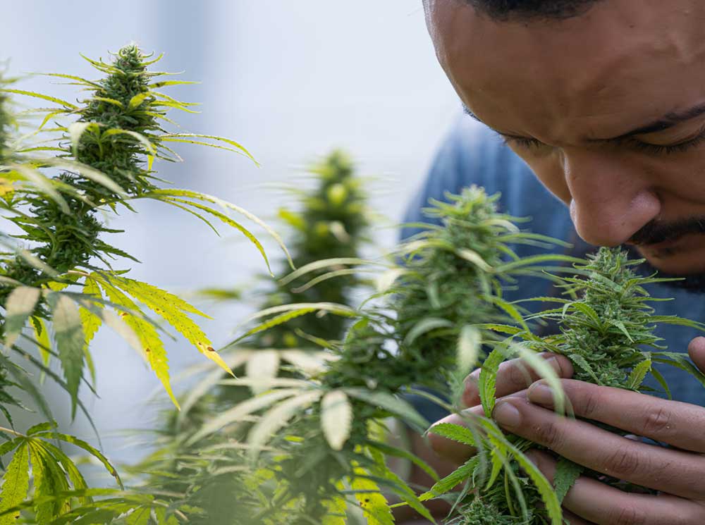 Energy-Efficiency-in-Cannabis-Cultivation-for-German-Social-Clubs
