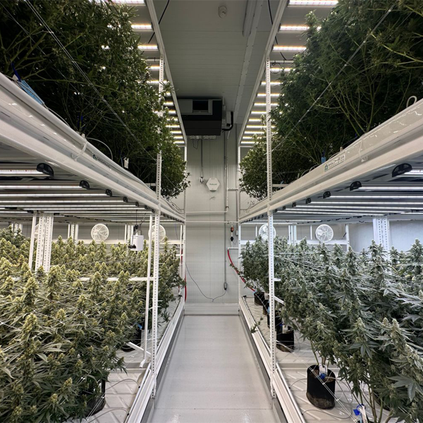 Cannabis GMP Compliance: Designing Facilities for Pharmaceutical-Grade Production