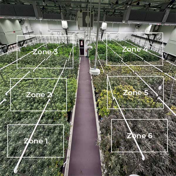 Multiple Lighting Zones in Cannabis Cultivation