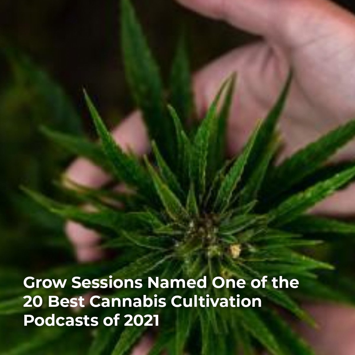 Best-Cannabis-Podcasts-of-2021