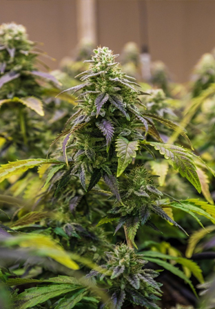 Cannabis-Grow-Lights---Rhythm-of-Life Cannabis-Grow-Lights---Rhythm-of-Life