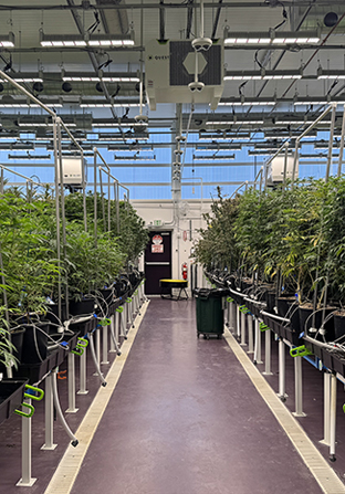 Cannabis-Grow-Lights-Facility Cannabis-Grow-Lights-Facility