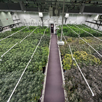 Rhythm-of-Life-Cannabis-Grow-Lights---TSRgrow