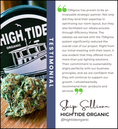 High Tide Organic Spotlight