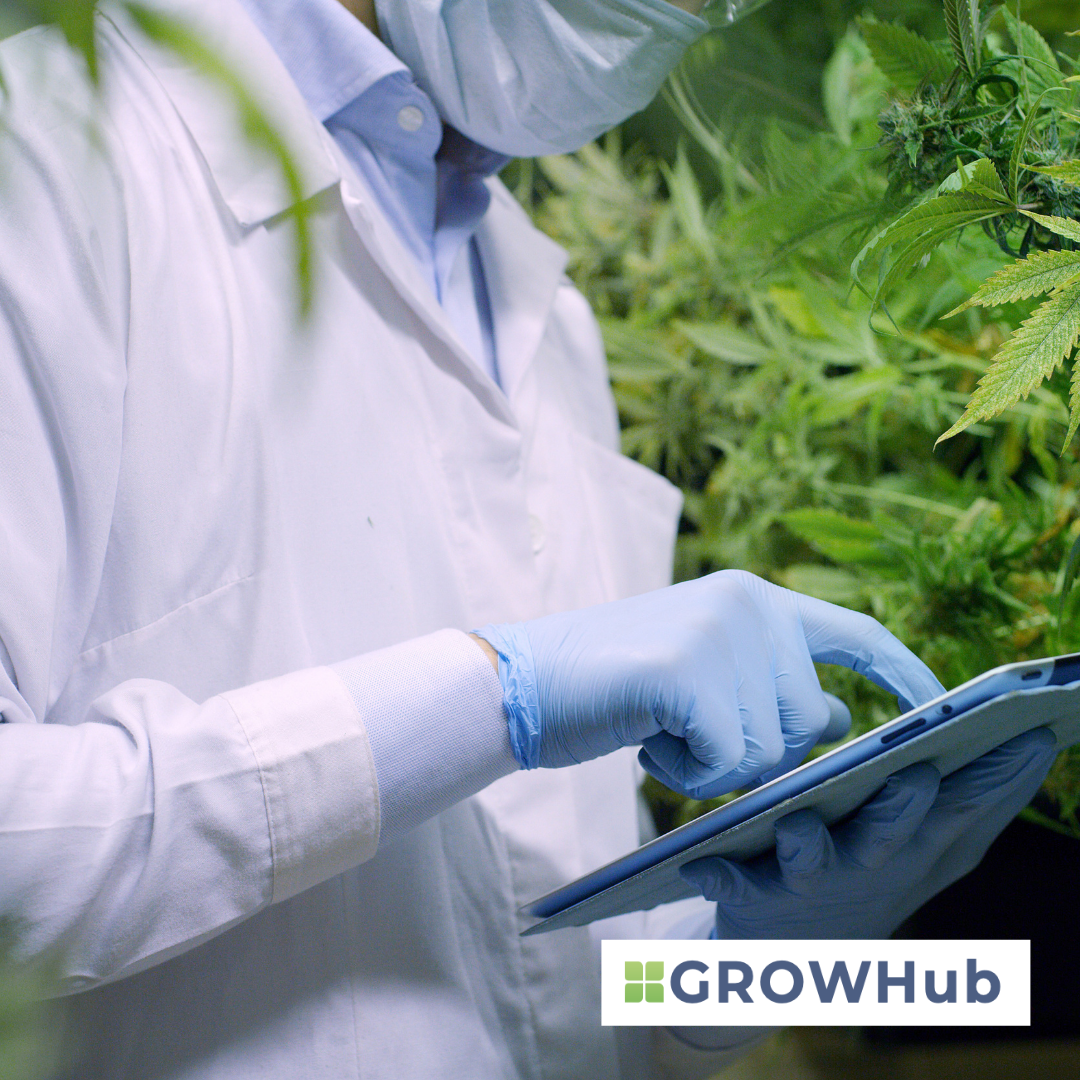 Crop Steering  Cannabis Plants with GROWHub Software