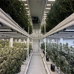 Top-30-Companies-Leading-EU-Cannabis-Market-