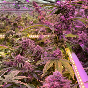 Under-Canopy-Lighting-TSRgrow