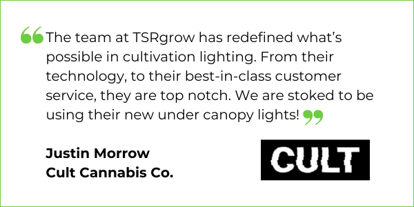Cult Cannabis Under Canopy Lights
